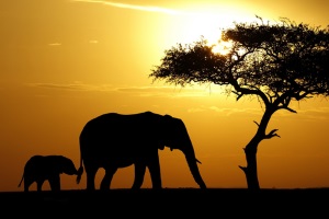 Die Salesforce Cloud unter der Sonne Afrikas Die Salesforce Cloud unter der Sonne Afrikas