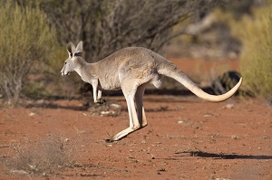 Beste Kundenbewertungen: Vorbild Australien Beste Kundenbewertungen: Vorbild Australien