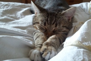 Legen Sie sich eine Katze zu! Legen Sie sich eine Katze zu!