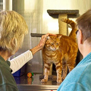 rspca-sa-spotlight