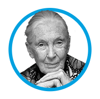 Headshot of Jane Goodall